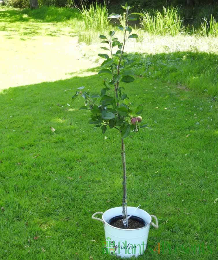 Heritage Apple Tree Fruit trees delivered as gifts
