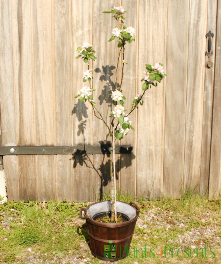 Heritage Apple Tree Fruit trees delivered as gifts
