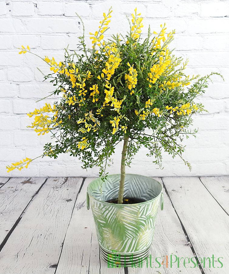 Large Flowering Broom