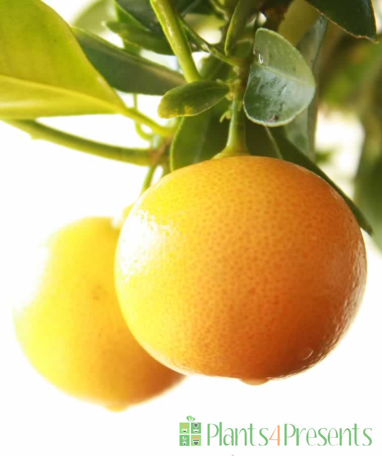 Send a Large Calamondin as a plant gift - Quality Plants, Fast UK Delivery