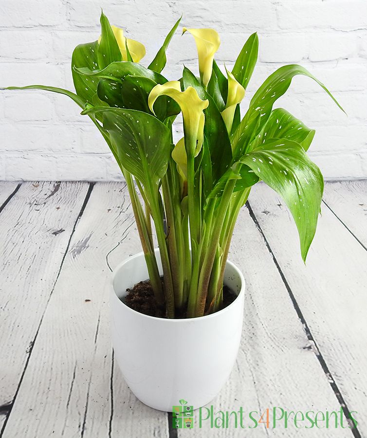 Large Calla Lily in yellow