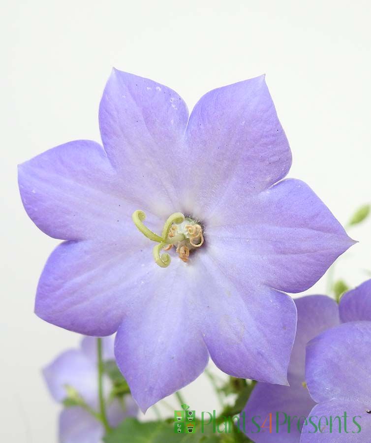 Blue Basket Pretty blue flowering plant gifts