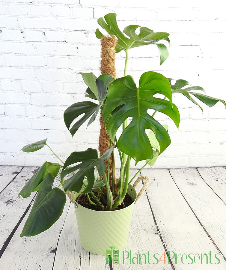 Large Cheese Plant as houseplant gifts with next day delivery