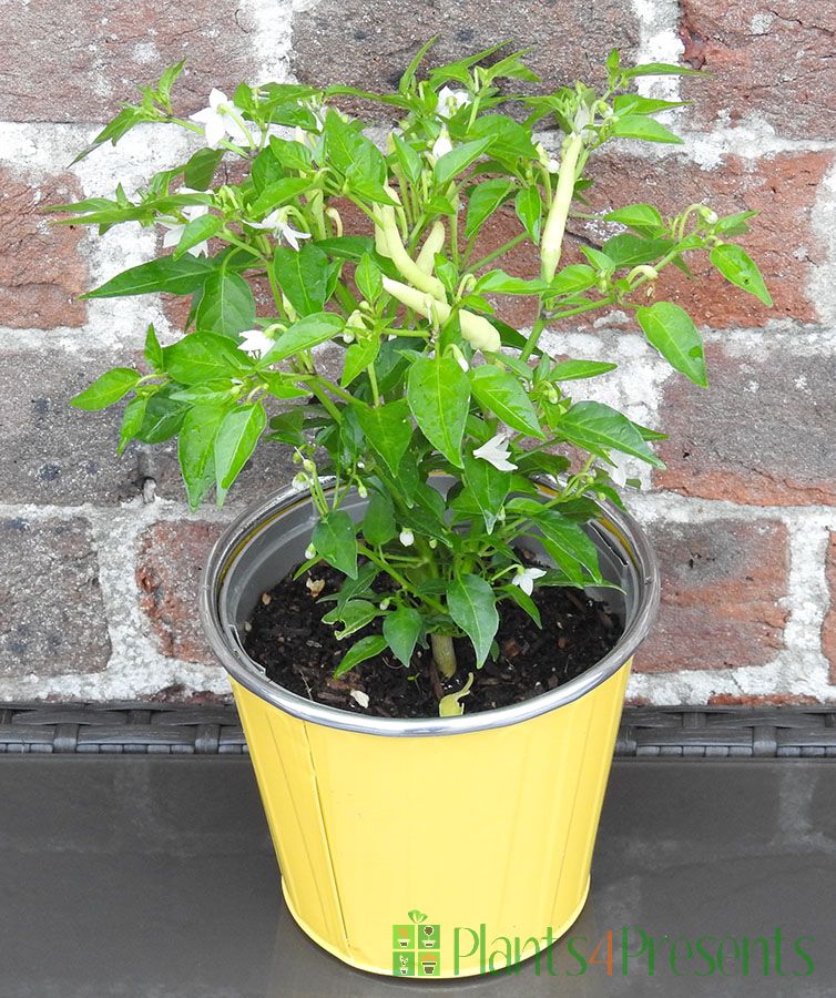 Basket of Fire Chilli Send hot chilli plants as gifts