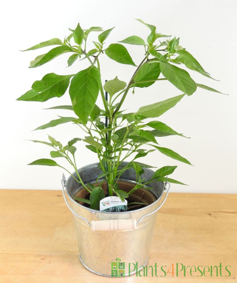 Young Chenzo chilli plant with flower buds