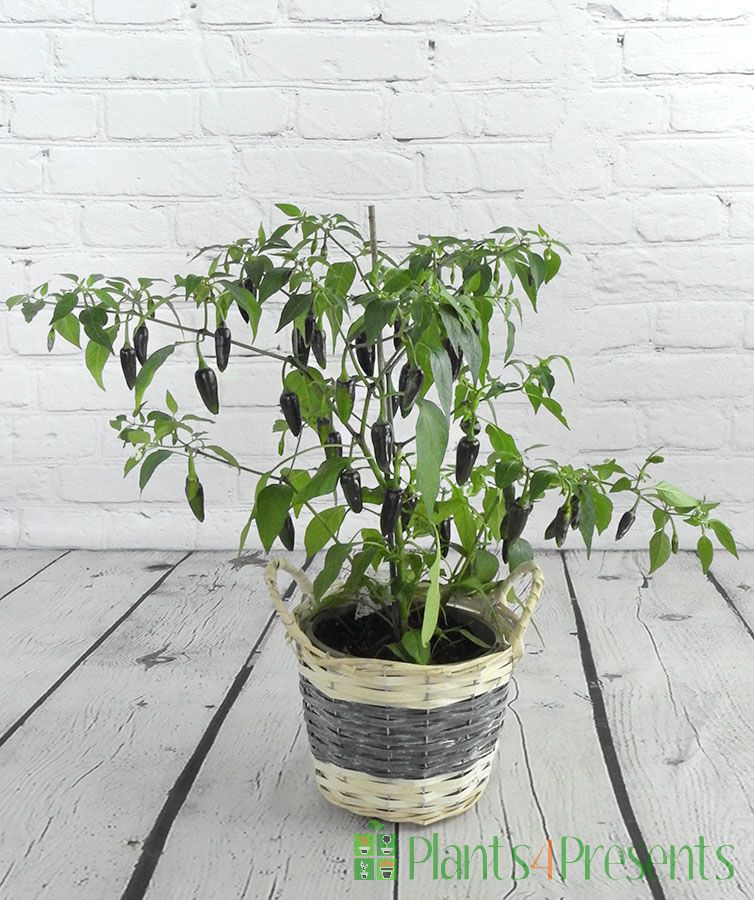 Chenzo chilli plants - Strong UK grown plants delivered as gifts