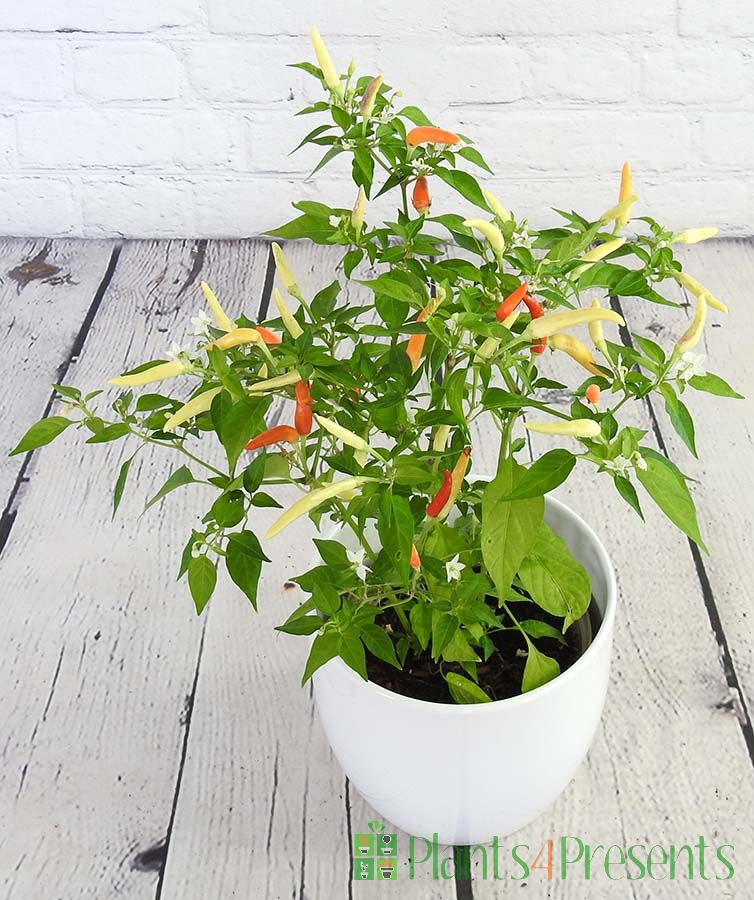 Basket of Fire Chilli Send hot chilli plants as gifts