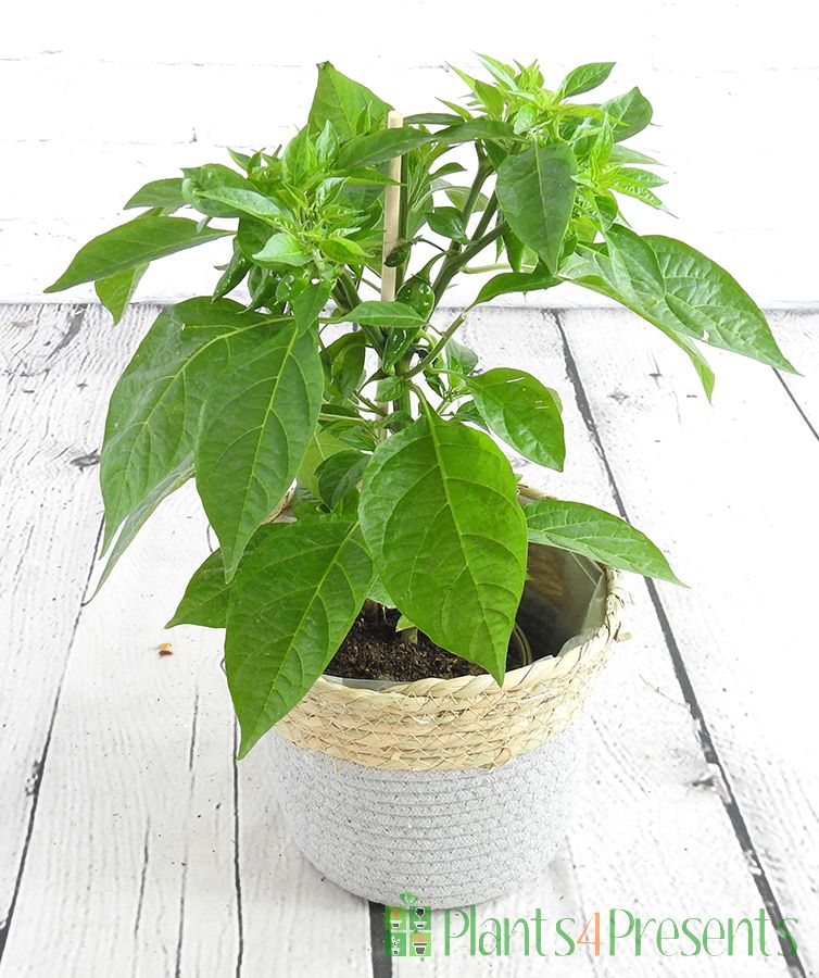 Young chilli plant