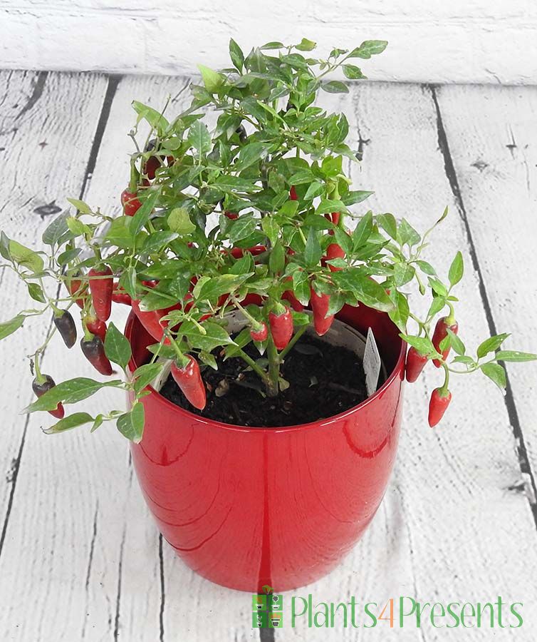 Chenzo chilli plants - Strong UK grown plants delivered as gifts