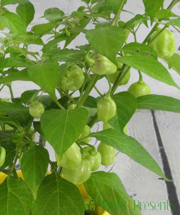 Scotch Chilli Plant Grow your own fiery chillies