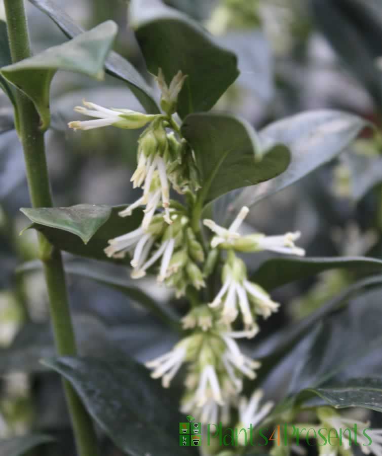 10 plants that will add extra christmas cheer to your garden Send Scented Box as a plant gift - We deliver in UK by post and courier