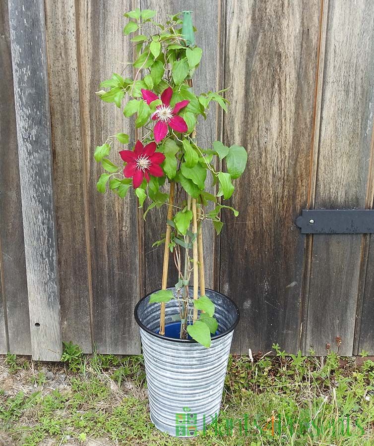 Red Clematis Flowering garden plants delivered as gifts