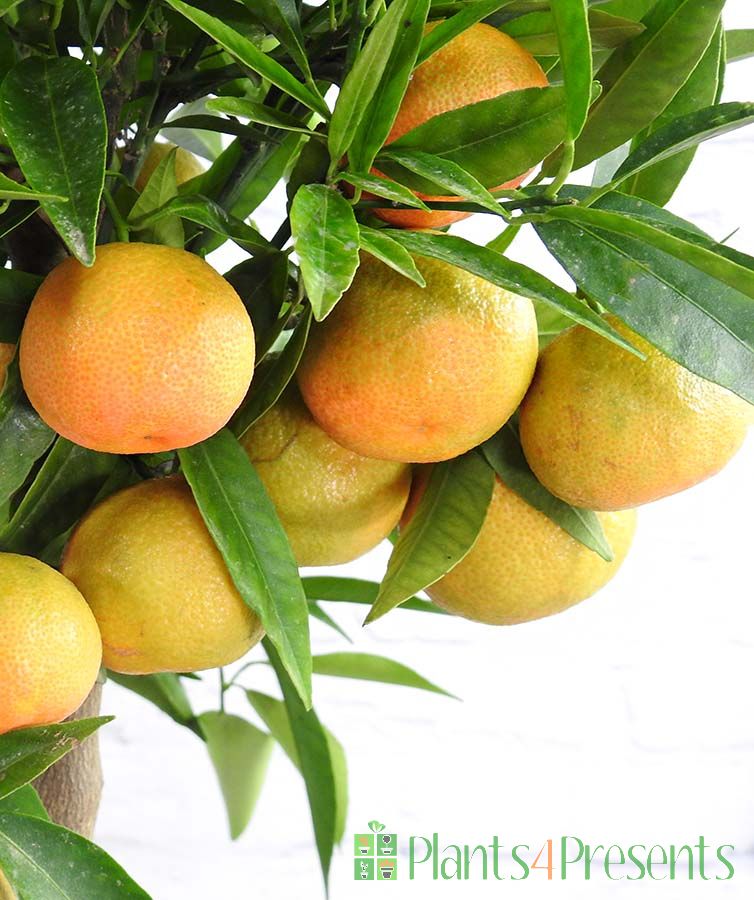 Clementine Trees Send large citrus trees as unusual plant gifts