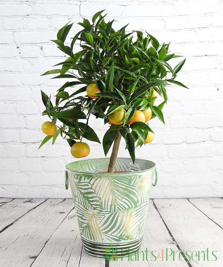 Clementine Trees Send large citrus trees as unusual plant gifts