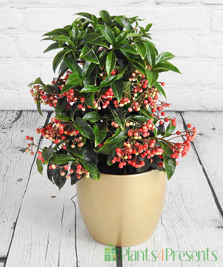 Coral Berry Plant in gold ceramic pot
