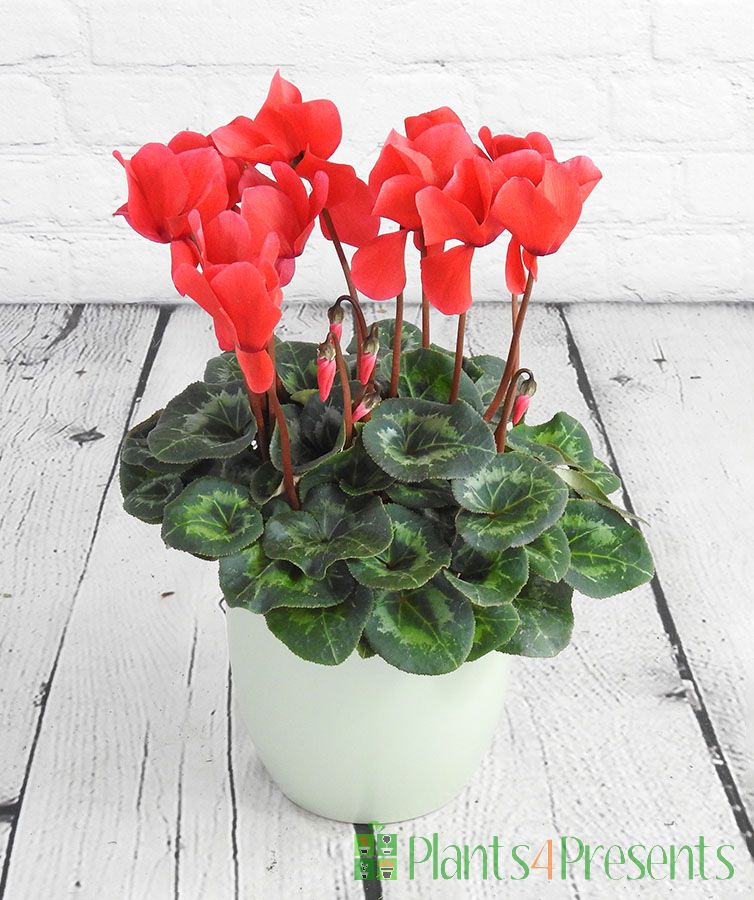 Large Red Cyclamen