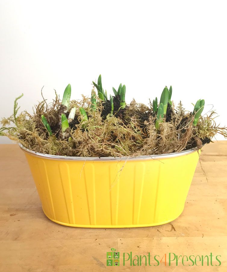Daffodil planters delivered in bud great gifts to send a bit of hope