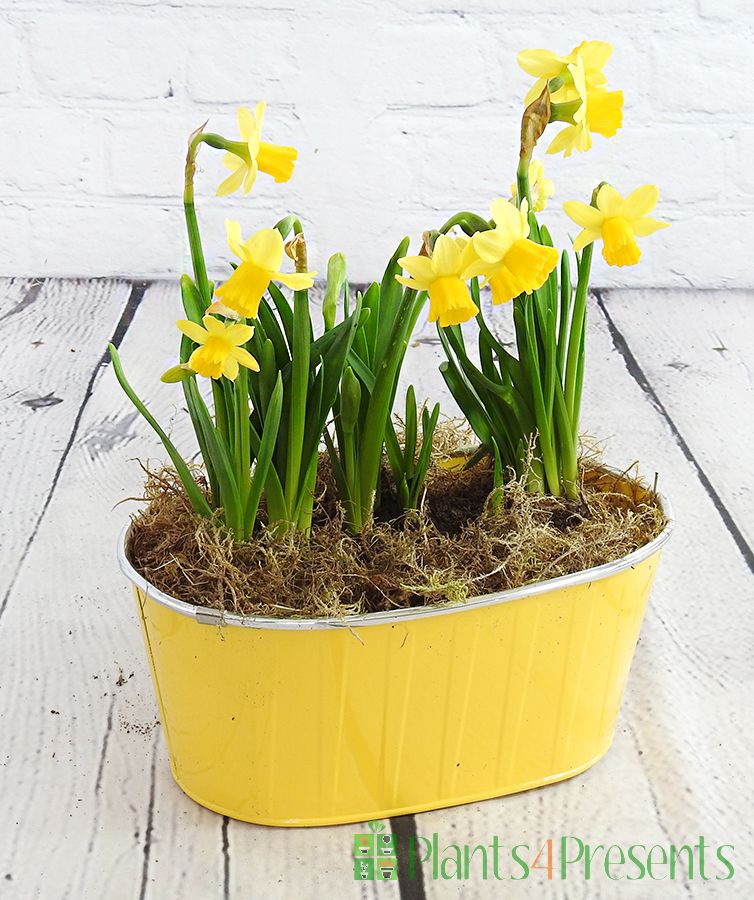Daffodil planter with tete a tete flowers