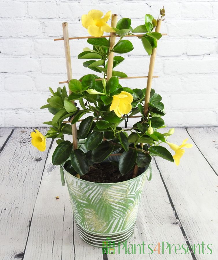 Yellow Dipladenia gift wrapped and delivered the next day.