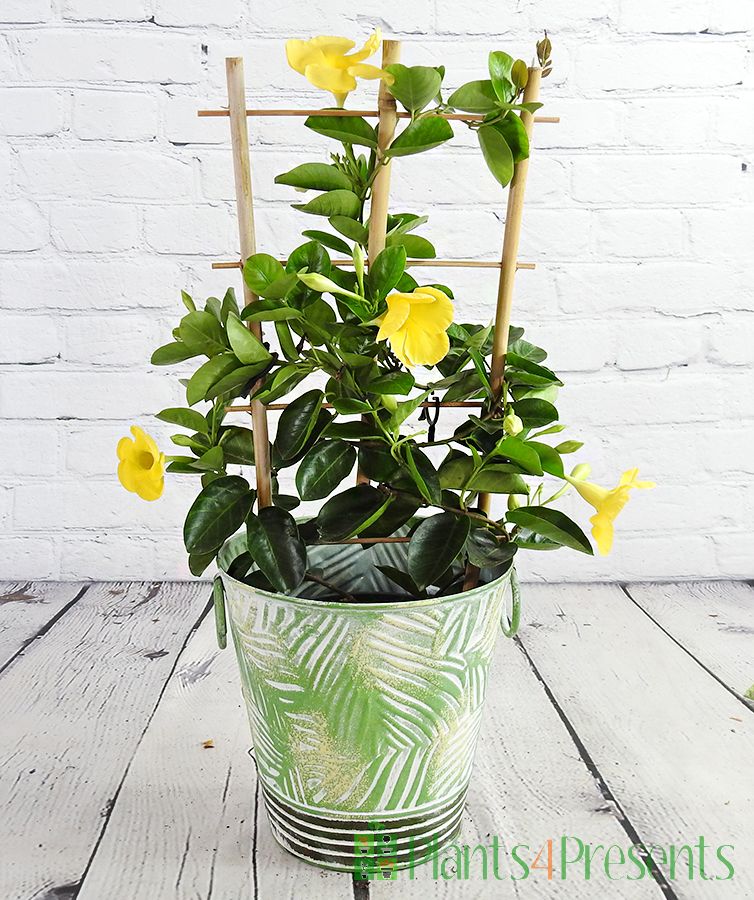 Yellow Dipladenia gift wrapped and delivered the next day.