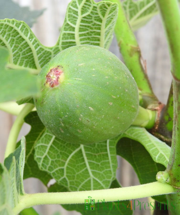 Send a Large Fig as a plant gift Quality Plants, Fast UK Delivery
