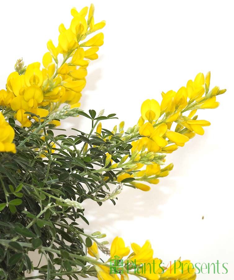 Large Flowering Broom