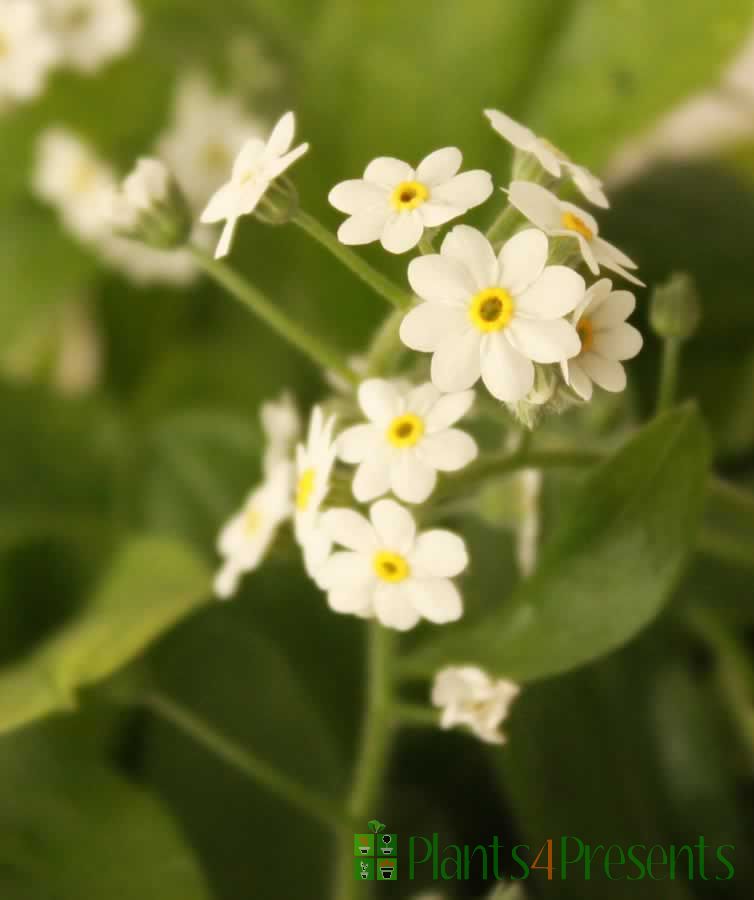 me not plants delivered as gifts