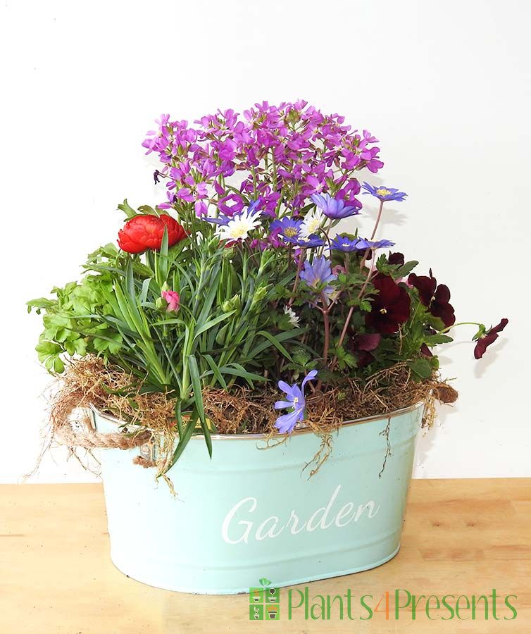 Colourful Garden Planters delivered as gifts