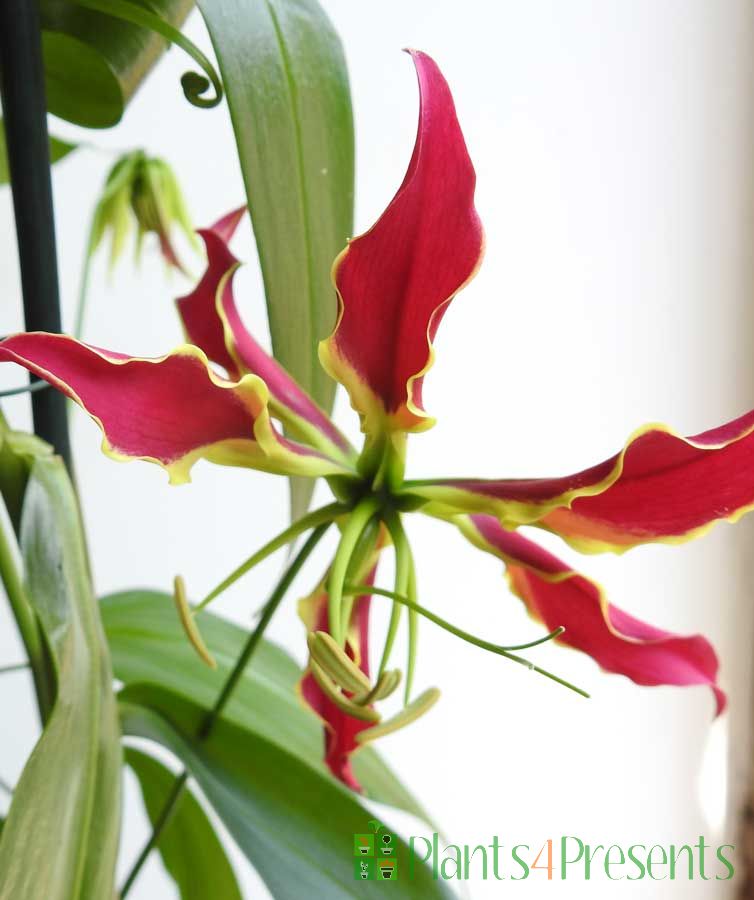 Glory Lily plants delivered as gifts