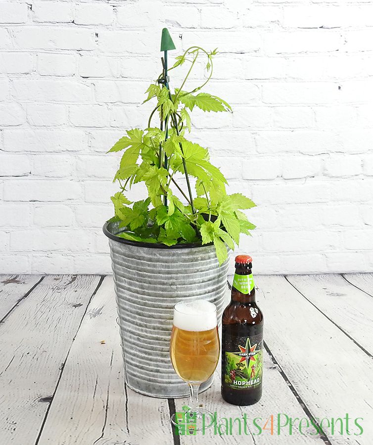 Hops, glass and beer in the GYO gift set.