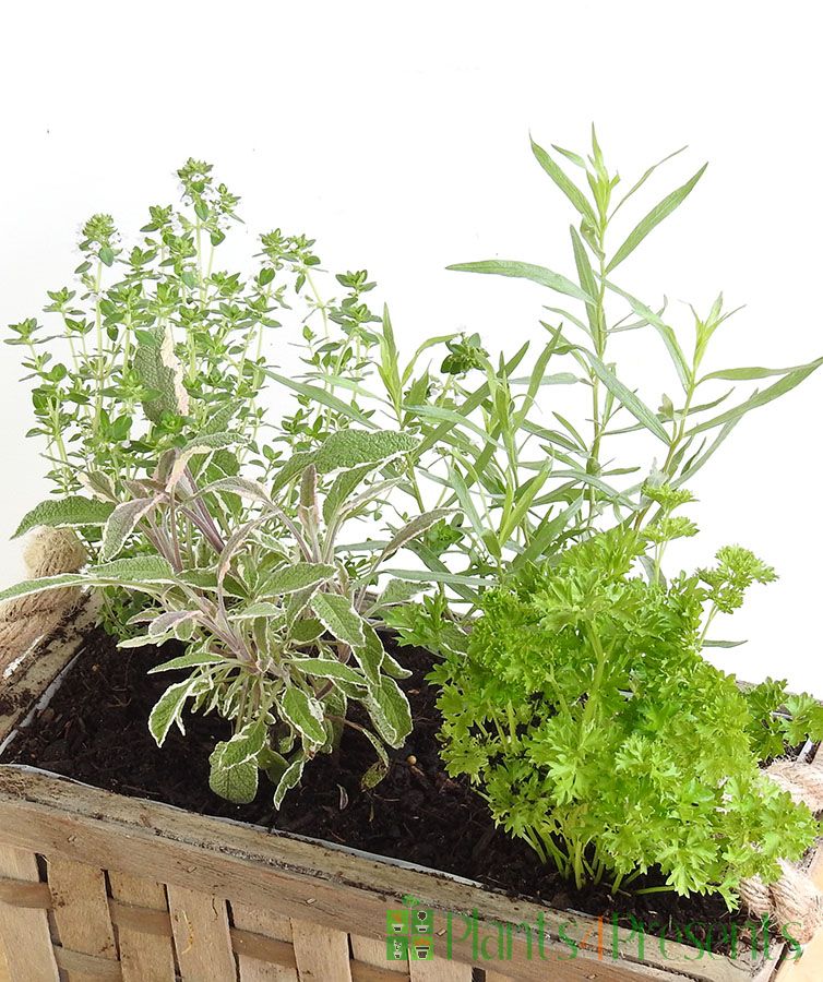 Herb Baskets | culinary plant gifts, gift wrapped and delivered