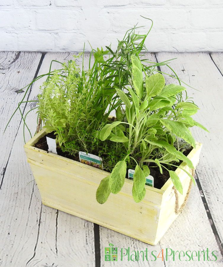 Herb planter from above