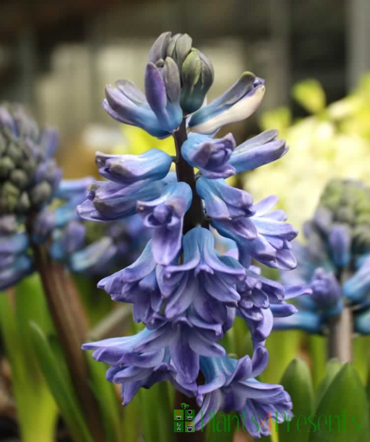 Budded hyacinth bulbs sent in a festive zinc and gold trough