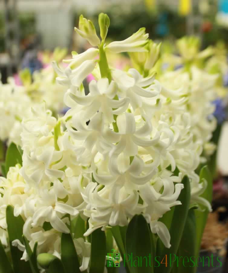 Budded hyacinth bulbs sent in a festive zinc and gold trough