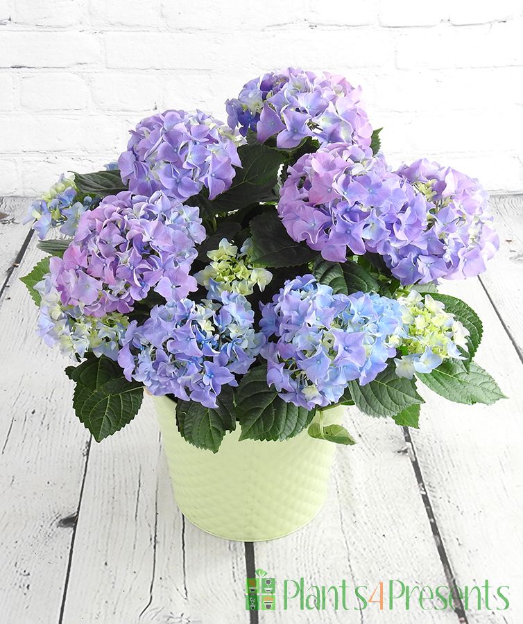 Hydrangea with blooms