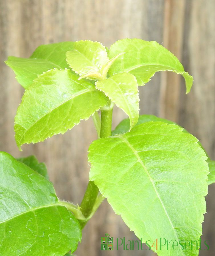 Climbing Hydrangea plants delivered as gifts