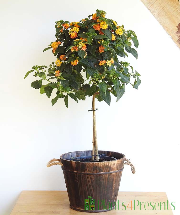 Jamaican Mountain Sage