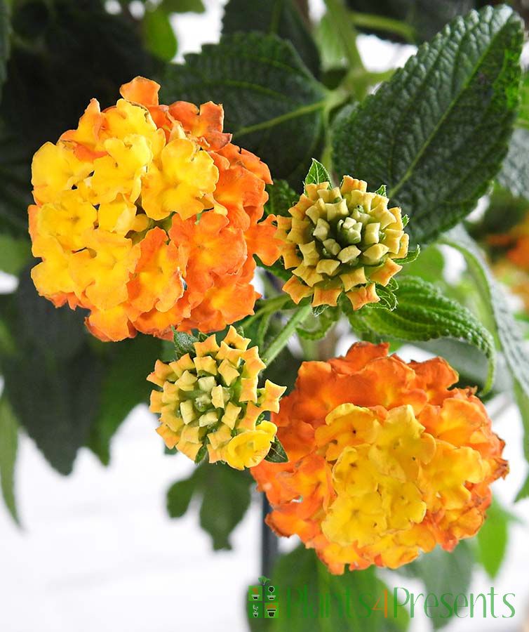 Jamaican Mountain Sage