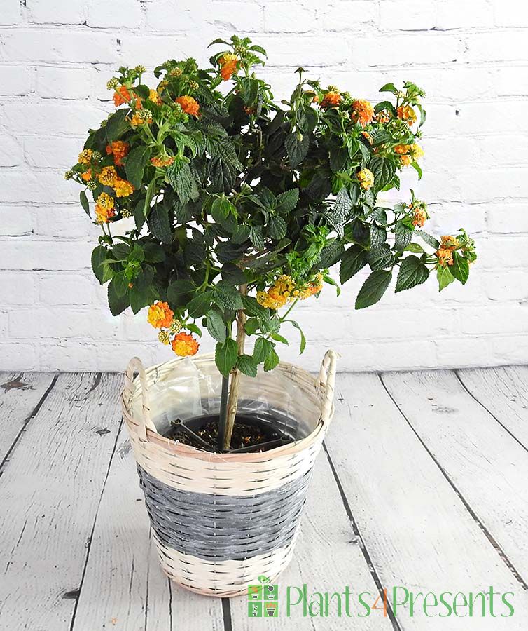 Jamaican Mountain Sage