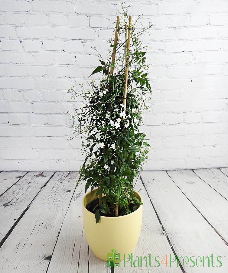 Flowering Jasmine Plant Gift Potted Jasmine Plants for Sale
