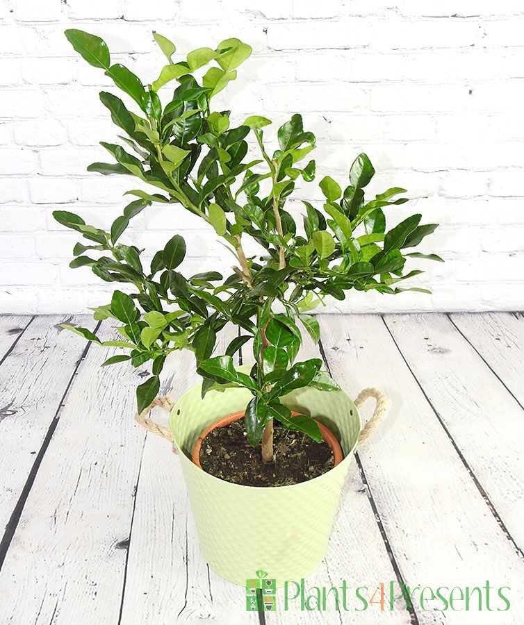 Kaffir Lime Send a large kaffir lime as a gift, fast UK Delivery