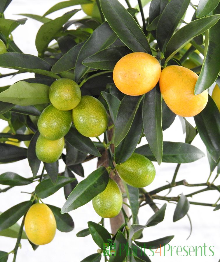 Kumquat Trees 