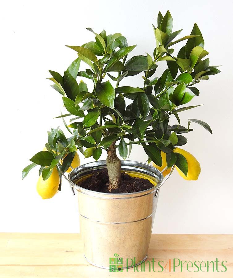 These fruity miniature lemon trees make a great gift with next day delivery