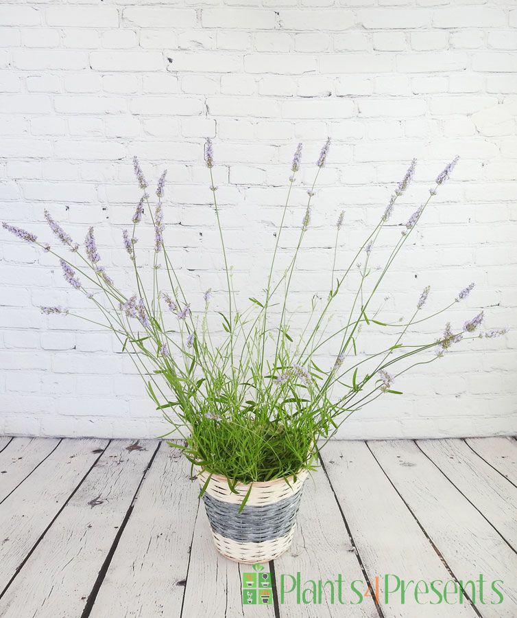 English Lavender in Bloom