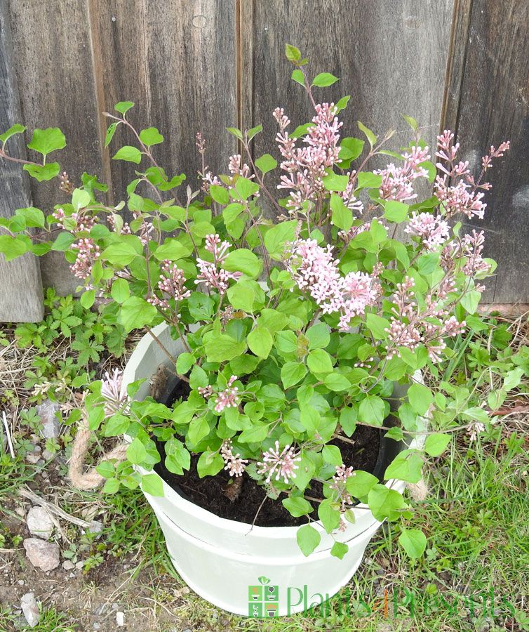 Dwarf Lilac Bush