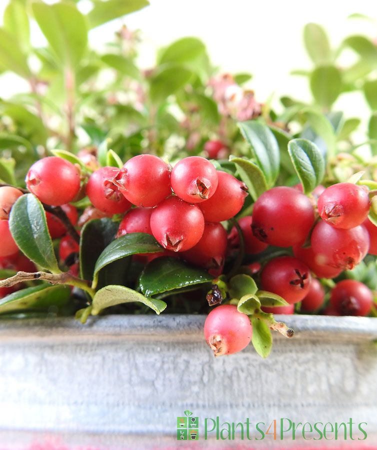 lingonberry plants near me lingonberry plants near me
