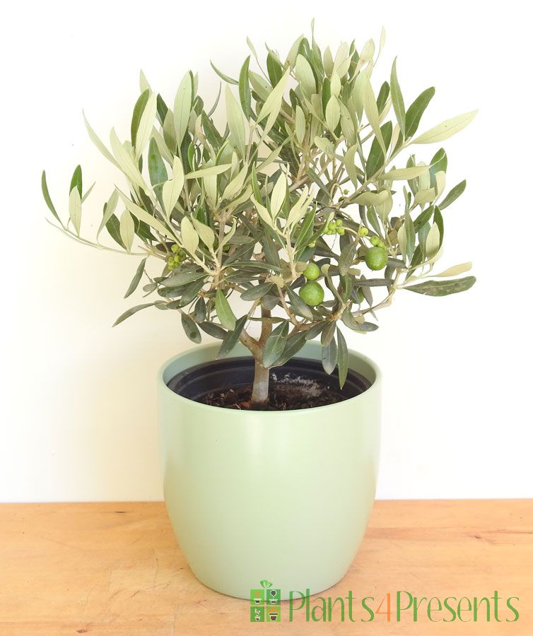 Young Olive trees make great gifts whether for a peace offering or