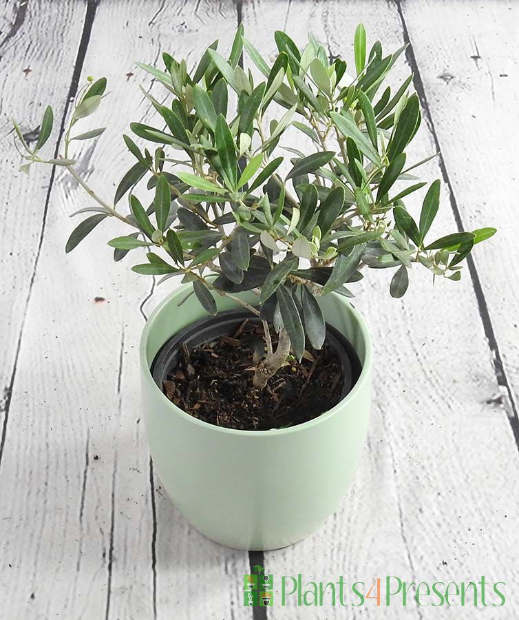 Olive Bush | Send baby olives trees as plant gifts, fast UK delivery