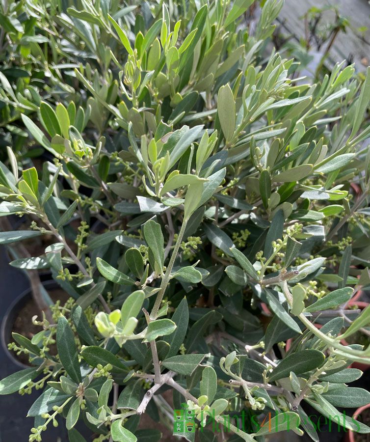 Olive with flower buds