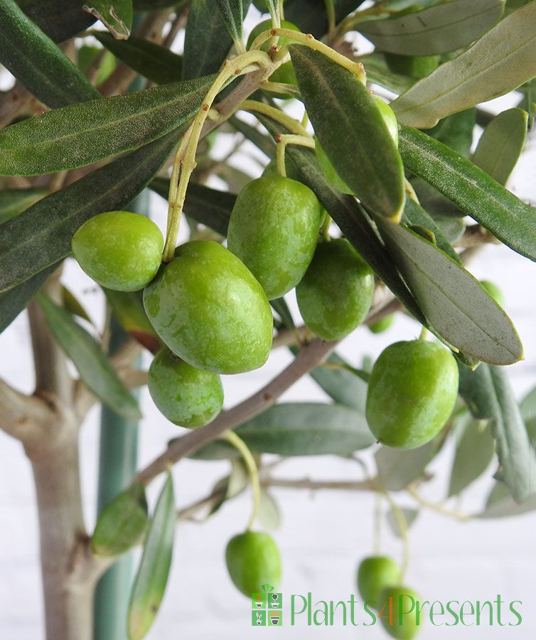 Olive Trees Large Olive Trees gift wrapped and delivered